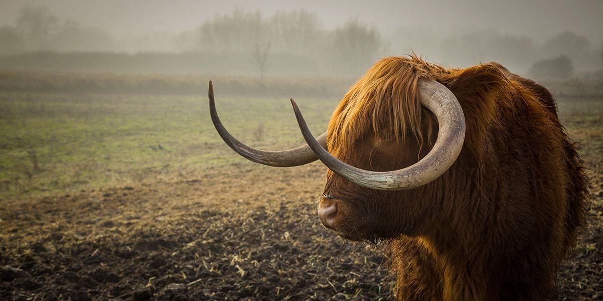 Gallery imageslider background1